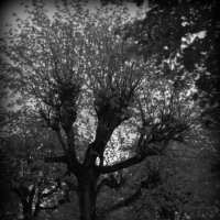 Старое дерево :: Марина Кушнарева