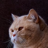 Портрет кошки :: Александр Протопопов
