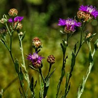 Василек. Centaurea jacea L. (семейство Asteraceae)Василёк луговой :: ivan 