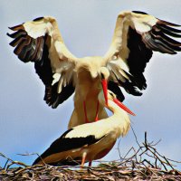 Вот она какая..первая любовь..Картина маслом.Фото мое. :: Ольга Митрофанова