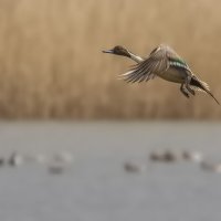 Шилохвость :: Елена Швыдун