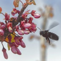 Отцветающий сад по привычке проведали пчёлы... :: Валерий Басыров