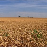 Пшеничное поле :: Владимир Стаценко