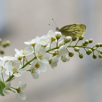 Весна, весна! Как воздух чист! :: Галина Кан