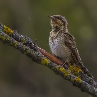 Вертишейка :: Елена Швыдун