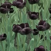 Чёрные тюльпаны :: Nikolay Monahov