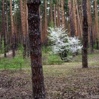 В наряде невесты :: Сергей 