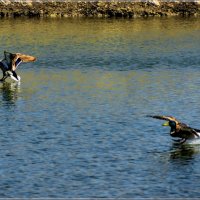 То ли водоплавающие то ли водобегающие... :: Anatol L