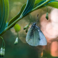 Утренняя бабочка :: Роман Зайцев