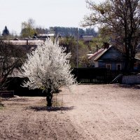 как в снегу... :: Александр Прокудин