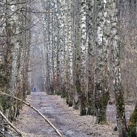 березовый рай :: Олег Лукьянов