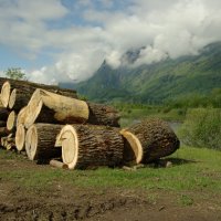 Заготовка леса :: Сергей Моченов