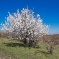 Алыча. :: Евгений Воропинов