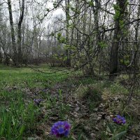 В лесу. :: ОКСАНА ЮРЬЕВНА ШВЕЦ