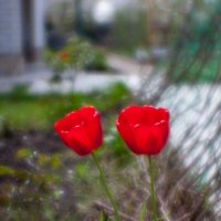 Про тюльпаны в ахромате :: Андрей Селиванов