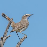 Варакушка :: Георгий Кулаковский