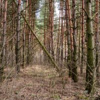 Лес :: Константин Городецкий