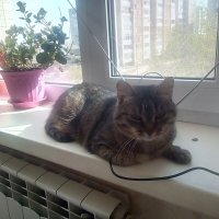 Внимание,говорит и показывает кошка Марфа... :: Андрей Хлопонин