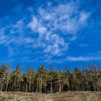 Forest stretching towards a dark blue sky :: Roman Griev