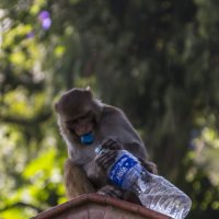 В поисках воды :: Александр Россихин