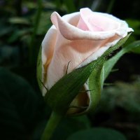 Нежный бутон розы... :: Лидия Бараблина