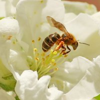 Первая пчела :: Александр Чеботарь