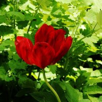 Тюльпаны отцветают... :: Валентина Пирогова