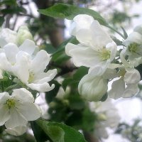 Яблони в цвету :: Елена Семигина