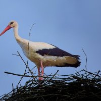 Красавчик на гнезде :: Николай Зернов