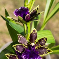 Крапчатая орхидейка цветет и пахнет) :: Николай Зиновьев