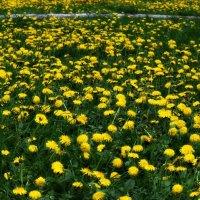 Солнечные малютки в весенней траве. :: Татьяна Помогалова
