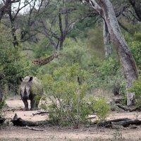 White Rhino :: John Anthony Forbes