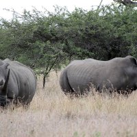 White Rhino :: John Anthony Forbes