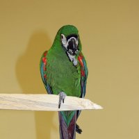 И зелёный попугай... :: Ольга 