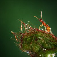 Король - муравей Симба :: Larianna Holm