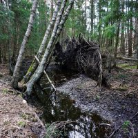 Призрачный лес Швеции :: wea *