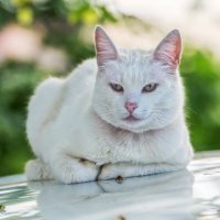 Белый кот и белый капот :: Игорь Сарапулов