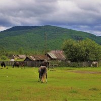 Бродят кони по селу :: Сергей Чиняев 