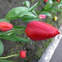 Тюльпаны под дождем... :: Наиля 