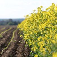 рапсовое поле :: Петрівська Галина 