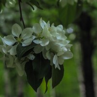 Весенние :: юрий поляков