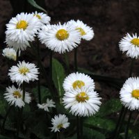 Милые цветочки - маргаритки . :: Мила Бовкун