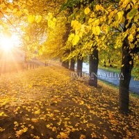 Осенние листья :: Юлия Батурина