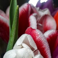 Тюльпаны в каплях воды :: Ksenija Mudryaninets