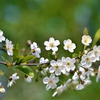 Любимый месяц май в цветении вишни белоснежной... :: Ольга Русанова (olg-rusanowa2010)