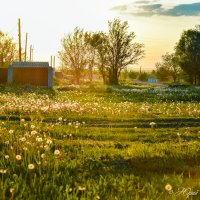 Одуванчики. :: Юрий Фёдоров