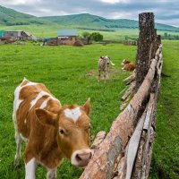 У забора :: Любовь Потеряхина