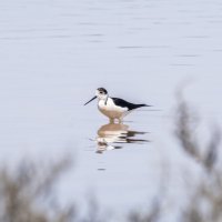 Кулик ходулочник :: Александр Буторин