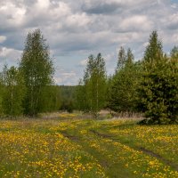Одуванчиковый лес :: Владимир Новиков