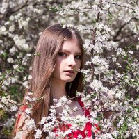 Цветущие вишни :: Марина Лепетченко